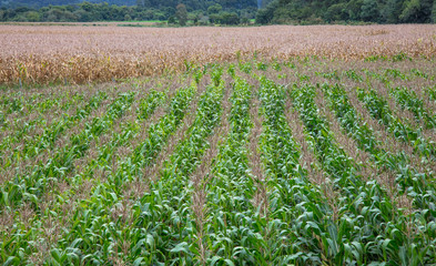 Plantação de milho