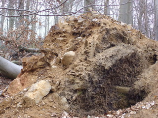 Baum mit Sturmschäden