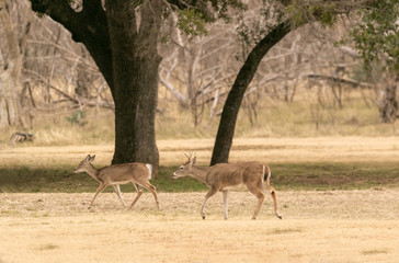 Two deer walking 