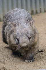 Wombat
