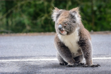 Koala