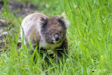 Naklejka premium Koala walking through grass