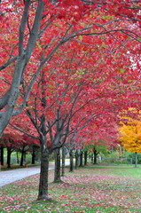 Colorful autumn landscape