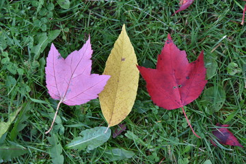 Autumn maple leaf on background