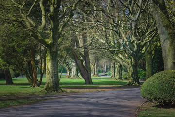 Fototapeta premium aleja w parku