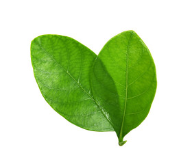 Fototapeta na wymiar Green leaves isolated on white background