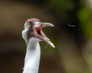 Sandhill crane calling and feather flies out of his mouth