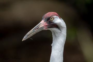 Sandhill crane portrait of face