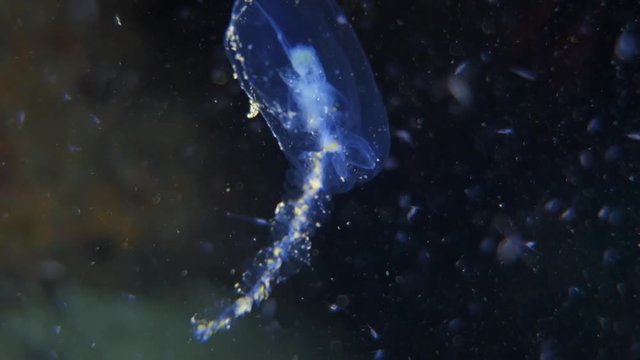 Close-Up: Translucent Jellyfish Floating in the Ocean in Monterey, California
