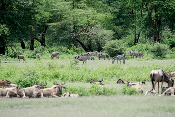 Big migration in Ndutu Tanzania