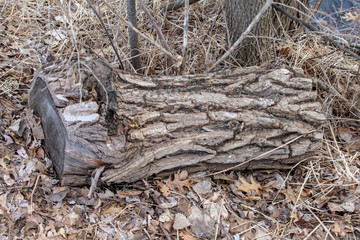 fallen log in park
