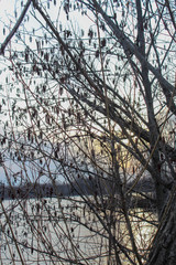 branches of tree in winter