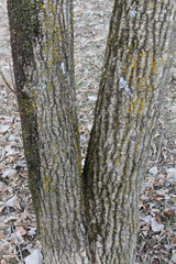 pair of v shaped trees