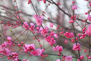 Peach blossom in the garden