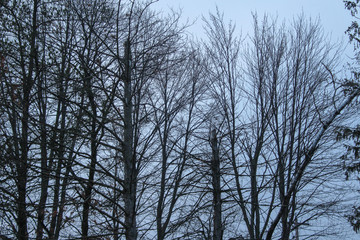 trees and sky