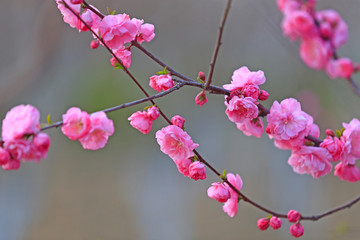 Peach blossom in the garden