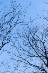 skylight twig trees