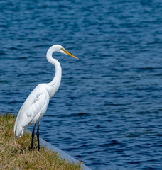 great white egret standing in front of the water's edge