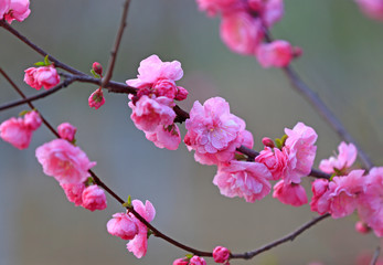 Peach blossom in the garden