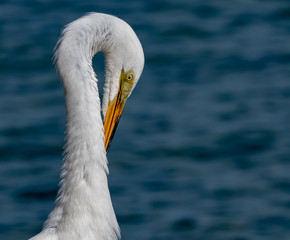 Great white heron preening in front of the ocean