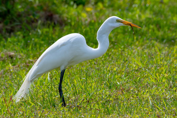 great white egret swallowing a snake