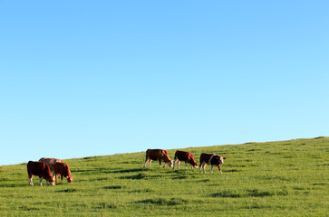 Many cattle are grazing on the hillside