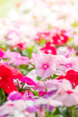 Vinca rosea flowers blossom in the garden, foliage variety of colors flowers