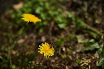 L'abeille se couvre de pollen