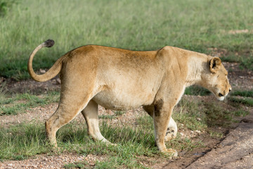 Obraz na płótnie Canvas Portrait Lion in Ngorongoro