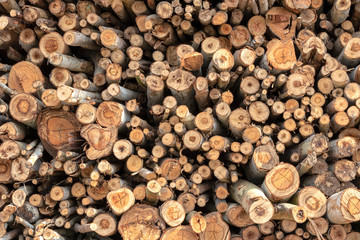 Background of various sizes of eucalyptus logs.
