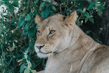 Portrait Lion in Ngorongoro