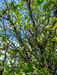 Bird in Three