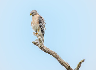 Red shouldered hawk perched on a branch