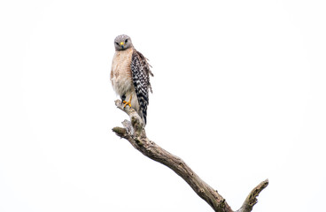 Red shouldered hawk perched on a branch