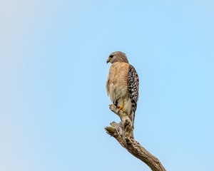 Red shouldered hawk perched on a branch