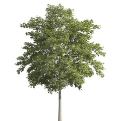 Tree 3d illustration isolated on the white background
