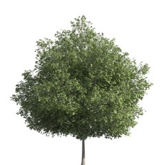 Tree 3d illustration isolated on the white background