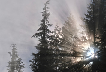 Fototapeta na wymiar Sun beams through trees near Seattle. Olympic national Park. Olympic peninsula. WA. USA