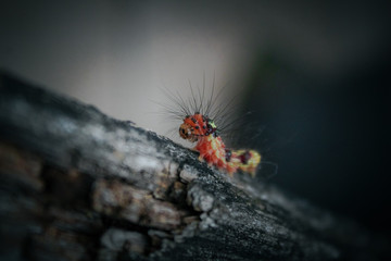 macro photo of insects