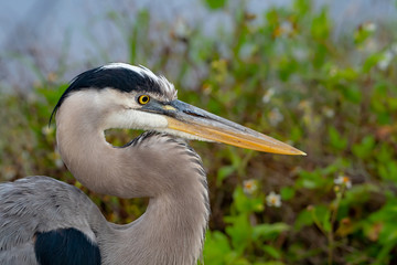 Great blue heron portrait of face