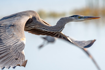 Great blue heron flying over a lake