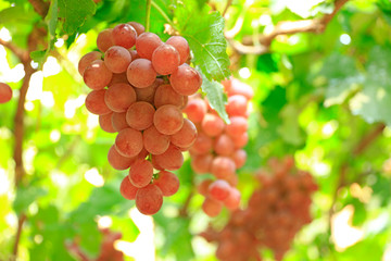 Ripe grapes in fall