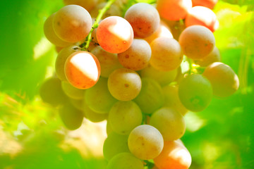 Ripe grapes in fall