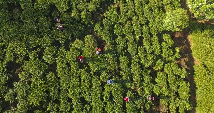 Aerial view of hills with tea plantation in Sri Lanka.