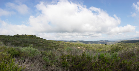 Fototapeta premium Aliso & Woods Canyon Wilderness trail in the spring after a rainy season, Laguna Beach, CA hiking trails.
