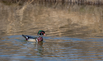 Wood duck swimming in a pond