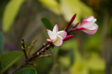 pink flower