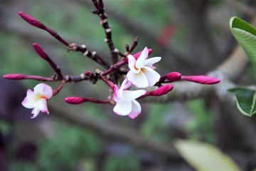 pink flowers of a tree