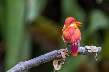  Rufous-backed adult Kingfisher perched