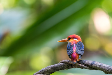  Rufous-backed baby young Kingfisher perched